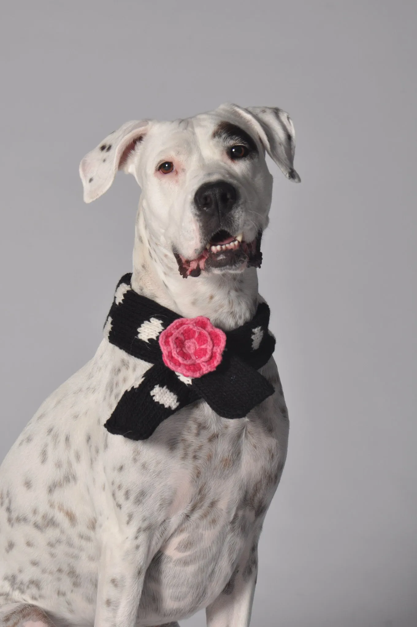 Chilly Dog Polkadot Black Scarf SALE