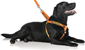 No Dogs Orange Color Coded Alert L-XL Non pull Dog Harness (Not Good With Other Dogs) Prevents Accidents By Warning Others of Your Dog in Advance
