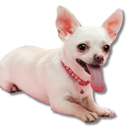Paw Charm Pet Collars