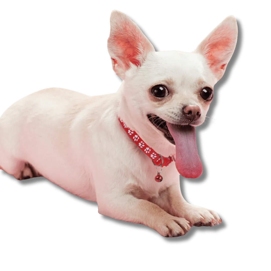 Paw Charm Pet Collars