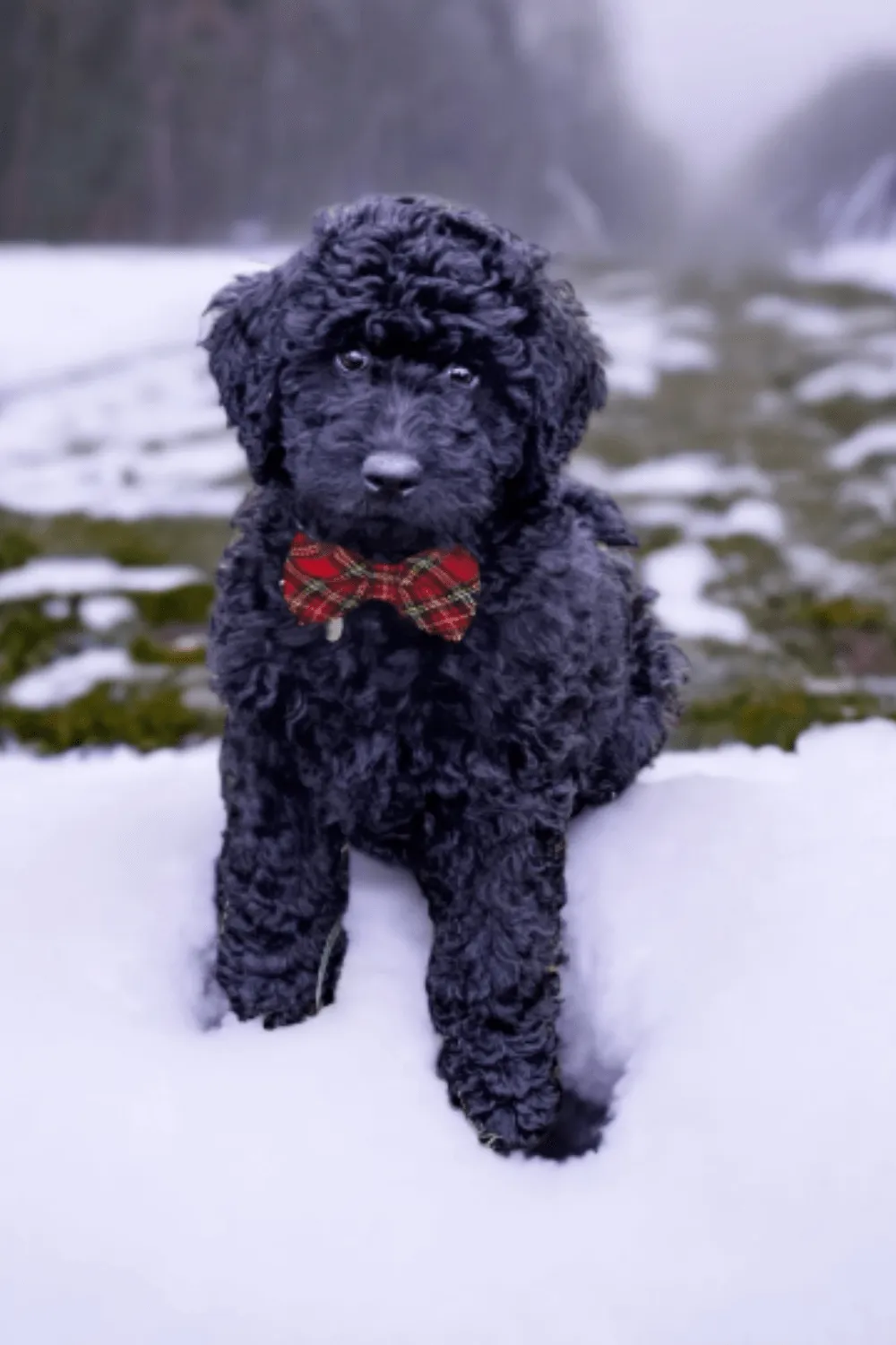 Red Tartan Plaid Bow Tie for Dog Collar or Cat Collar
