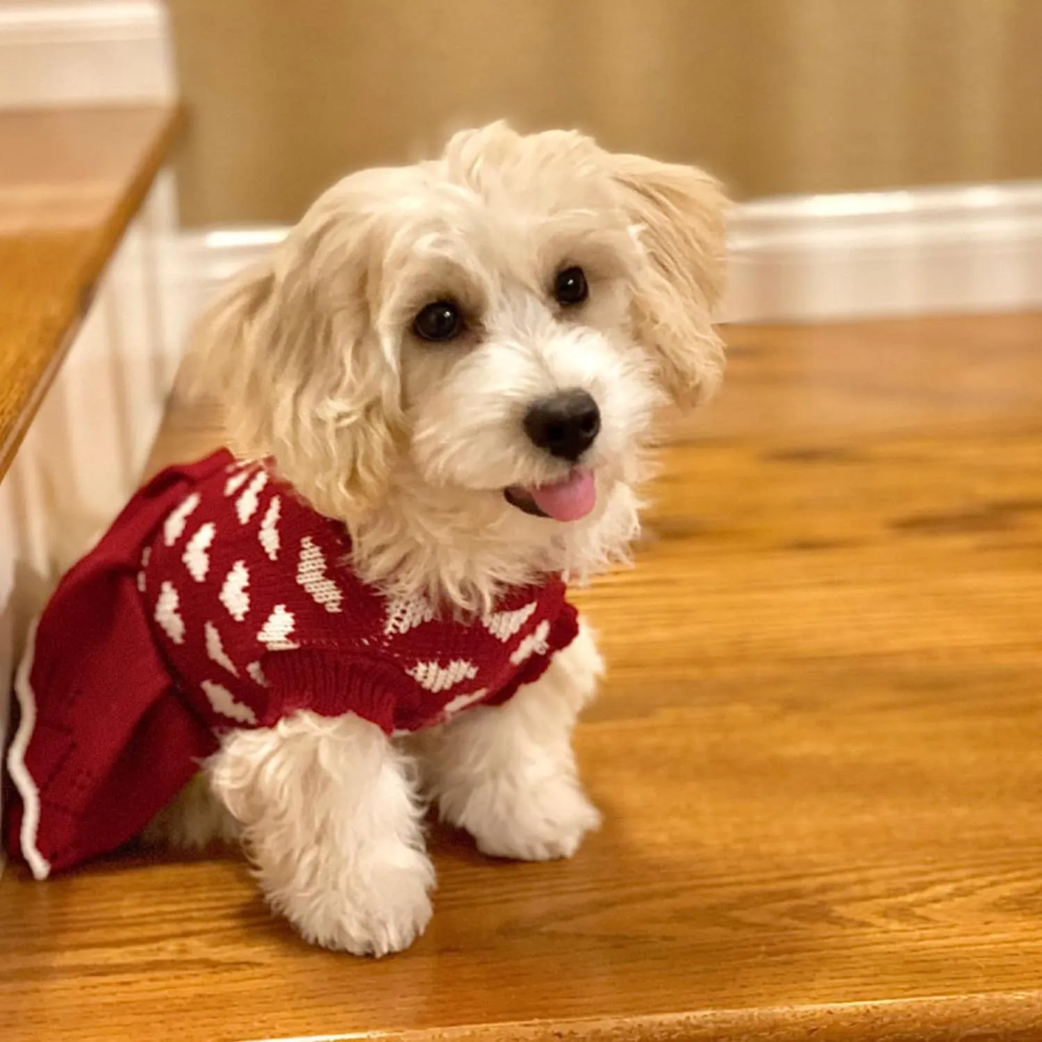 Small Dog Sweaters Girl Red Winter Warm Dog Christmas Dress Day Day Costume Clothes Dachshund Chihuahua Corgi (Red, XS)