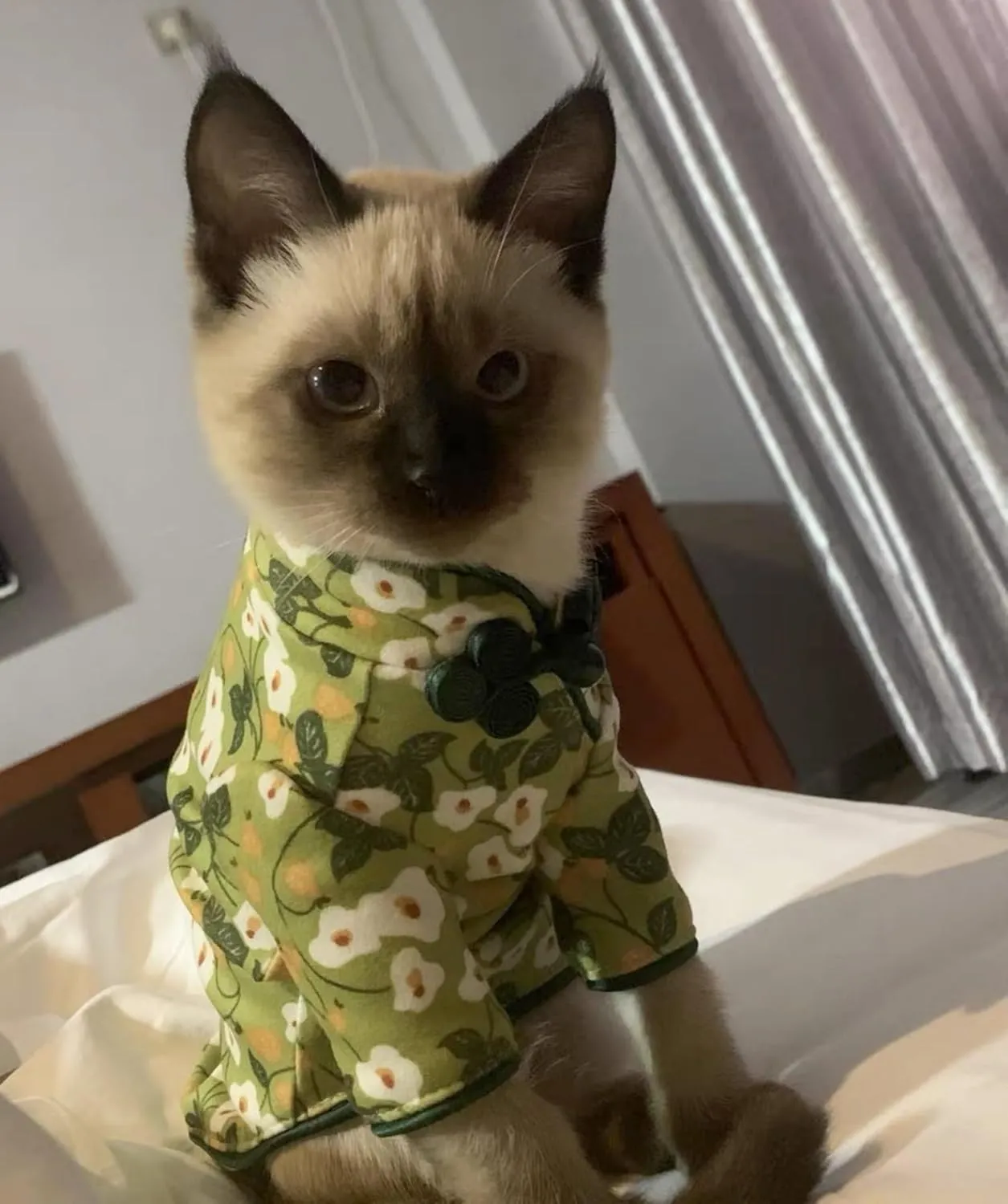 Traditional Culture Sphynx Hairless Cat Cotton T-Shirts Cat Clothes Pet Sweater Cat Vest Pet Clothes Kitten Shirts Cats & Small Dogs Apparel (White Petunia Chi-Pao, L (7.5-8.8 lbs))